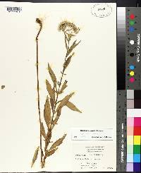 Eupatorium album image