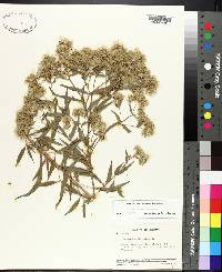 Eupatorium album image