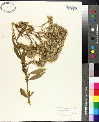 Eupatorium album image