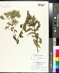 Eupatorium album image