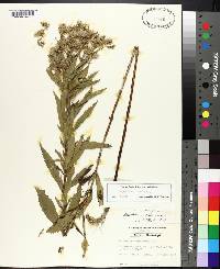 Eupatorium album image