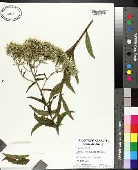 Eupatorium album image