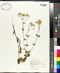 Eupatorium aromaticum image