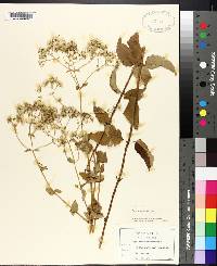 Eupatorium aromaticum image