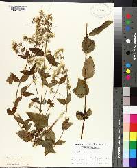 Eupatorium aromaticum image