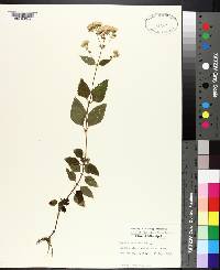 Eupatorium aromaticum image