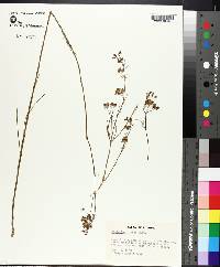 Asclepias cinerea image