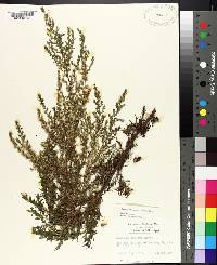Eupatorium compositifolium image