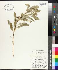 Asclepias oenotheroides image