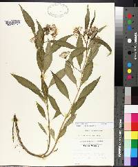 Asclepias perennis image