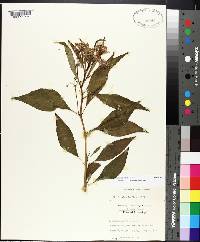 Asclepias perennis image