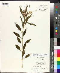 Asclepias perennis image