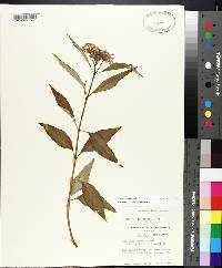 Asclepias perennis image