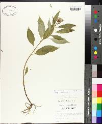 Asclepias perennis image