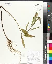 Asclepias perennis image