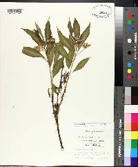 Asclepias perennis image