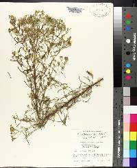 Eupatorium hyssopifolium var. calcaratum image
