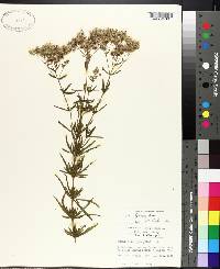 Eupatorium hyssopifolium image