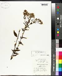 Eupatorium mohrii image