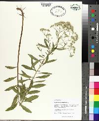 Eupatorium semiserratum image