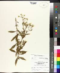 Eupatorium semiserratum image