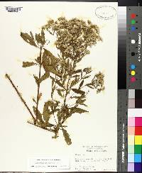 Eupatorium semiserratum image