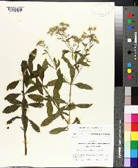 Eupatorium semiserratum image