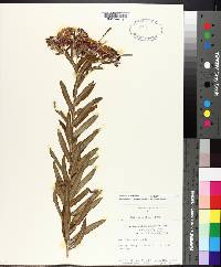 Asclepias tuberosa subsp. interior image