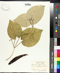 Matelea carolinensis image