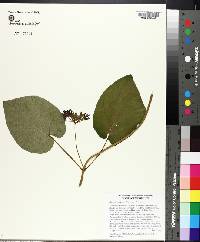 Matelea decipiens image