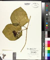 Matelea obliqua image