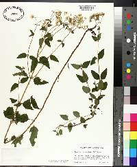 Ageratina aromatica image