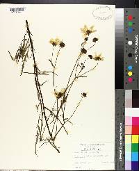 Bidens mitis image