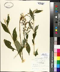 Solidago boottii image