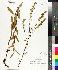 Solidago boottii image