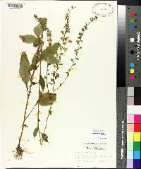 Solidago boottii image