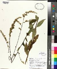 Solidago boottii image