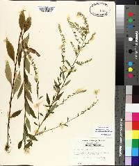 Solidago boottii image