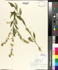 Solidago boottii image