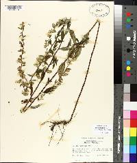 Solidago boottii image