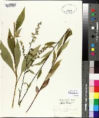 Solidago boottii image