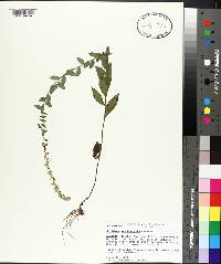 Solidago brachyphylla image