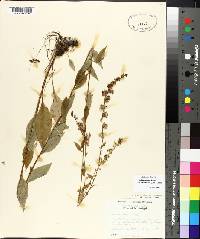 Solidago boottii image