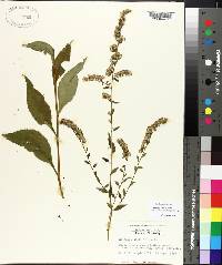 Solidago boottii var. caroliniana image