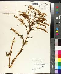 Solidago canadensis var. scabra image