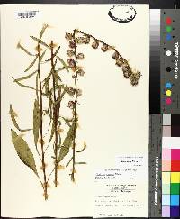 Liatris aspera image