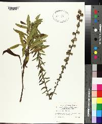 Liatris aspera image