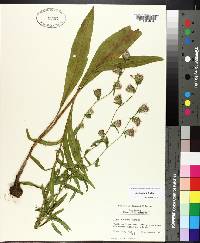 Liatris aspera image