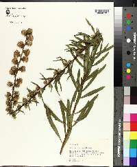 Liatris aspera image