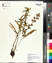 Liatris aspera image